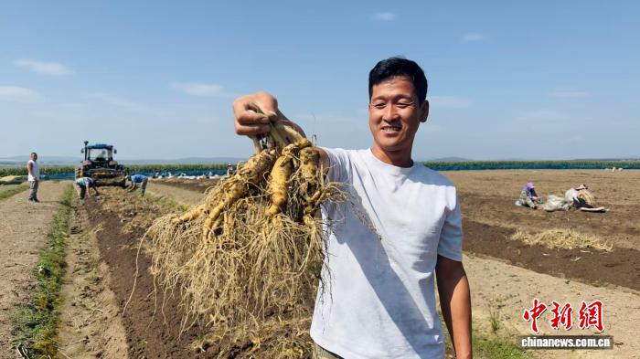 长白山下“参”情巨变：产业转型迎来金色丰收季