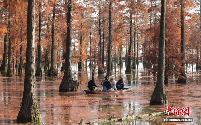 冬日武汉“水上森林”别样红